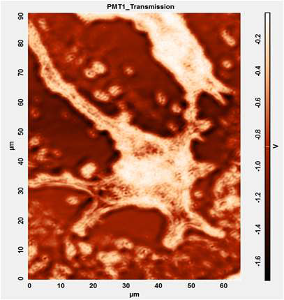 그림 3.100 금 기판에서 분화된 신경세포(PC12)의 AFM 영상