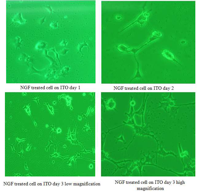 그림 3.116 분화된 PC12 세포의 ITO 기판에서 시간에 따른 배양 양상.