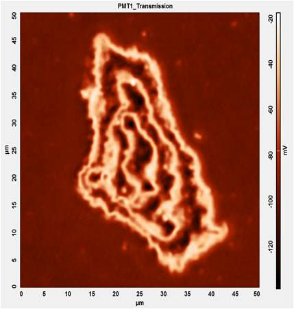 그림 3.117 ITO 기판 위에서 미분화된 PC12 세포의 공초점 레이저 현미경 영상