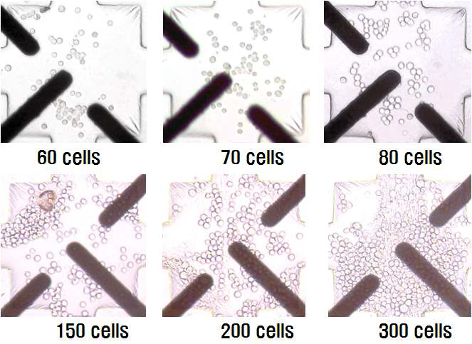 그림 3.141 마이크로 전극 상에서 세포 농도별로 배양중인 신경세포