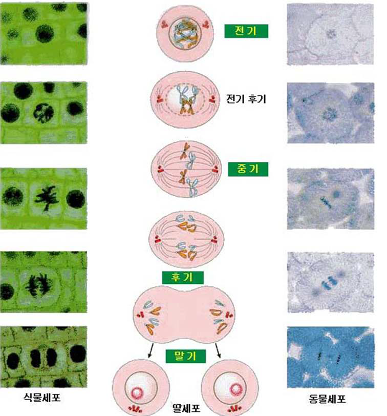 그림 3.147 세포 분열(M주기)의 단계