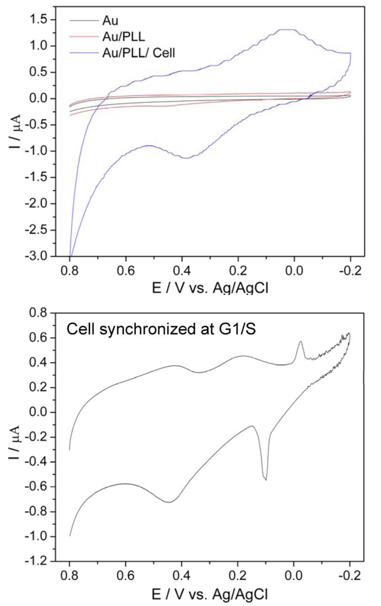 그림 3.169 (상)자연적 상태, (하) G1/S 세포 주기 고정 시 PC12 세포의 전기화학적 특성