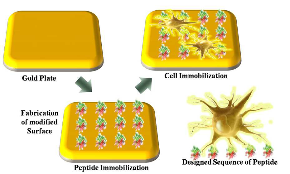 그림 2.3 펩타이드 자기조립 박막에 세포가 고정화 되는 과정