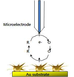 그림 2.9 마이크로 수준의 전기화학적 신경세포 신호검출 기술