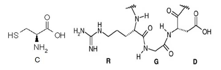 그림 3.2 반응기인 Cystein과 작용기인 RGD