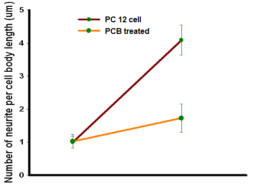 그림 3.23 RA 및 RA+PCB 처리 후 신경 세포 neurite 길이 변화