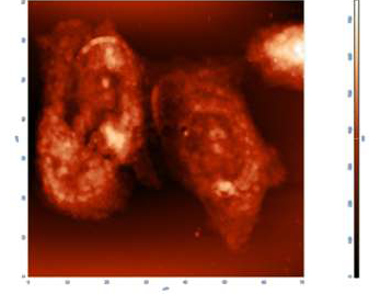 그림 3.44 일반 금기판에서 신경세포(PC12 세포)의 AFM 영상