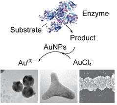 그림 7 효소 반응에 의한 금 나노입자의 성장반응