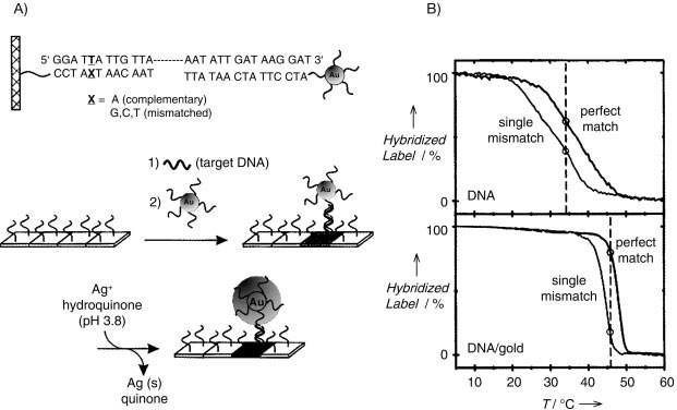 그림 10 금 나노입자 상에 은을 현상하여 DNA 혼성화 특이성 측정의 예