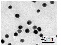 그림 11 합성된 Au NP의 TEM 사진