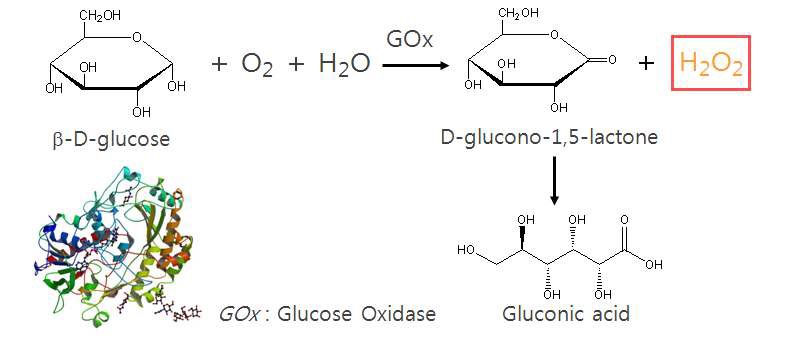 그림 13 Glucose oxidase와 glucose의 반응 매커니즘