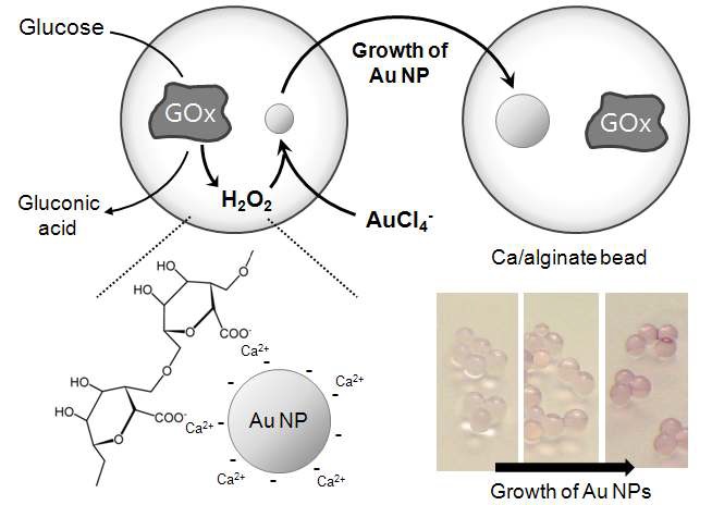 그림 14 알지네이트 하이드로젤 매트릭스에 담지된 glucose oxidase와 glucose의 반응에 따른 매트릭스 내부의 금 나노입자의 성장 매커니즘 및 결과 사진