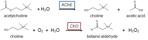 그림 15 AChE와 ChO의 acetylcholine과의 반응 매커니즘