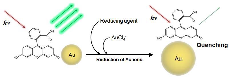 그림 18 금 나노입자의 성장에 따른 형광분자(fluorescein)의 형광세기 감소