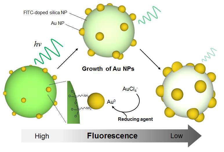 그림 21 FITC가 도핑된 실리카 나노입자 상의 금성장에 따른 형광세기 감소의 개념도