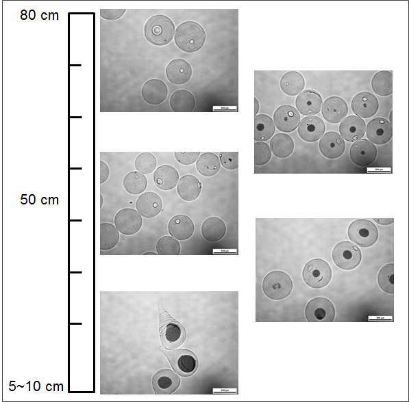 그림 28 CaCl2 수용액으로 alginate 용액의 입수 거리에 다른 알지네이트 bead의 morphology 비교