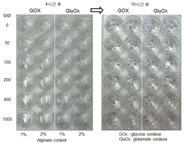 그림 30 glucose oxidase 및 glutamate로 각 알지네이트 농도에 따른 금 입자 성장 반응성 확인.