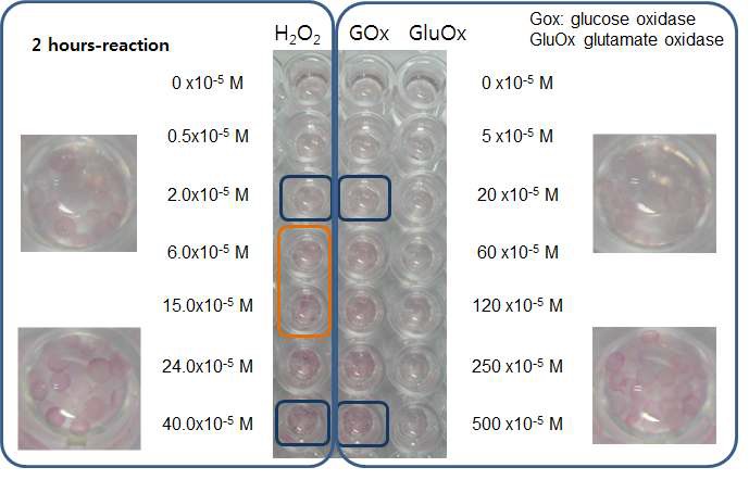 그림 31 과산화 수소, 포도당, glutamate에 대한 금 나노입자를 담지한 알지네이트 비드의 효소-기질 반응을 이용한 금 나노입자 성장에 따른 색변화.