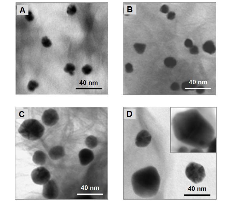 그림 33 금 나노입자 성장 반응 후 알지네이트 내부의 금 나노입자에 대한 TEM 사진. 과산화수소 농도: (A) 0, (B) 60, (C) 120, (D) 240 uM