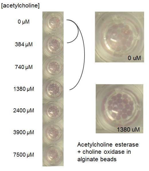 그림 37 Acetylcholine esterase 및 choline oxidase과 금 나노입자가 담지된 알지네이트 비드를 이용한 acetylcholine 측정 결과