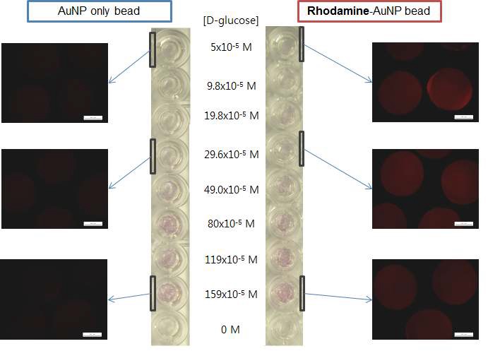 그림 44 금 나노입자 성장에 따른 알지네이트 비드 내의 rhodamine dye의 형광세기 변화 확인