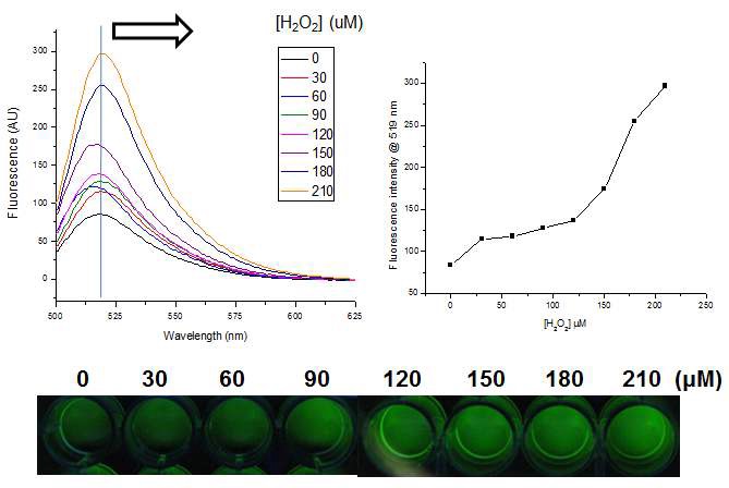 그림 46 과산화수소를 첨가하였을 때 금 나노입자 성장에 의한 fluorescein dye의 형광 변화 결과