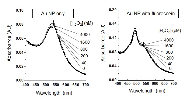 그림 52 과산화수소 양에 의한 금 나노입자 성장 반응 후의 UV-Vis 흡광도의 변화.