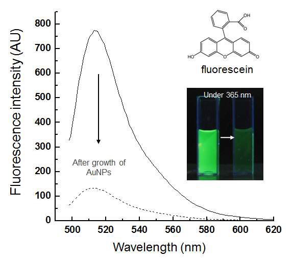 그림 56 금 나노입자의 성장에 의한 Fluorescein 의 형광세기 감소