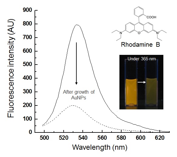 그림 57 금 나노입자의 성장에 의한 rhodamine B의 형광 감소
