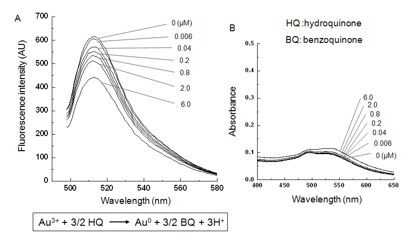 그림 58 Hydroquinone에 의한 금 나노입자의 성장에 의한 형광세기 및 흡광도 측정 결과