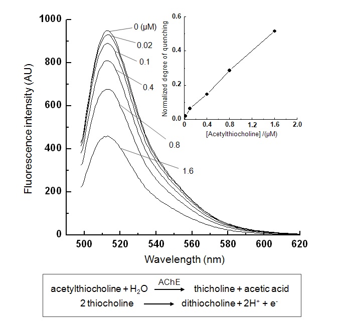그림 59 Acetylthiocholine-AChE 반응에 의한 금 나노입자 성장시 fluorescein의 형광세기.