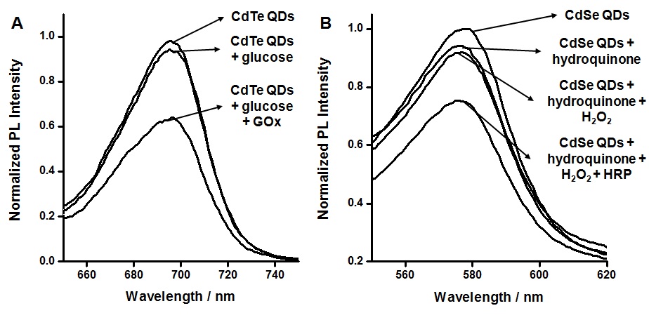 그림 60 용액상의 CdTe QD, glucose GOx를 각각 혼합하였을 때의 형광세기 및 CdSe를 과산화수소 및 hydroquinone과 반응 시켰을 때의 형광세기