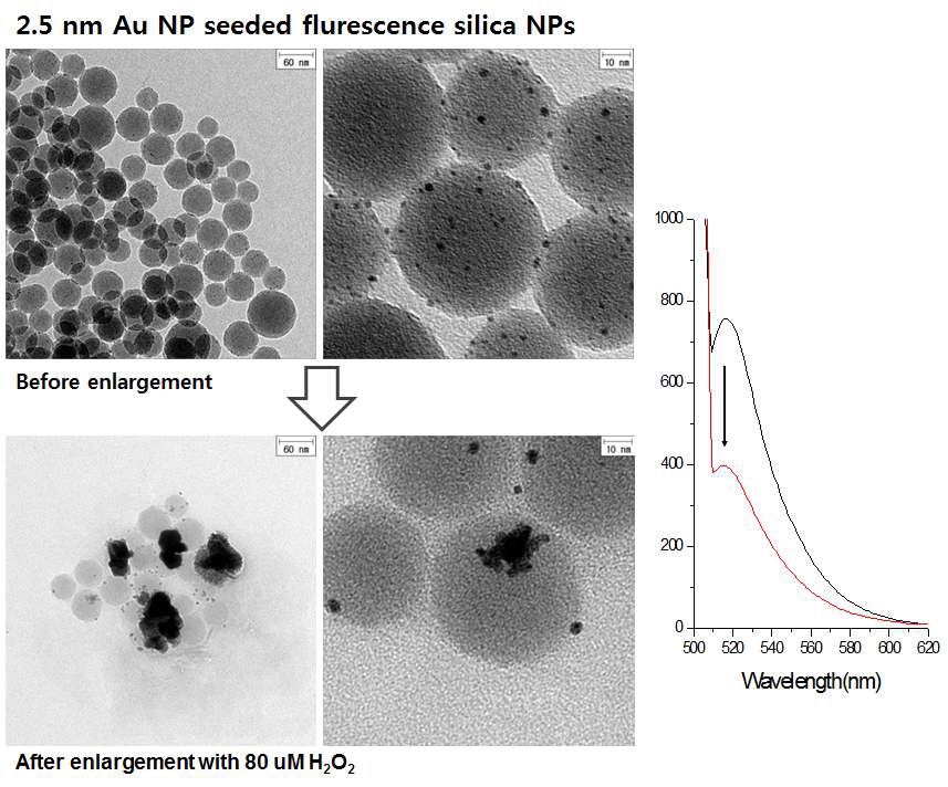 그림 69 평균 직경 2.5 nm Au NP이 결합한 형광 실리카 나노입자 상에서의 금 나노입자 성장 전후 TEM 이미지 및 형광 변화