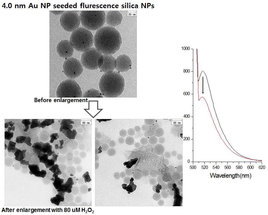 그림 70 직경 4.0 nm 크기의 금 나노입자를 고정화시킨 형광 실리카 나노입자상의 금 나노입자 성장 전후 TEM 이미지 및 형광 변화