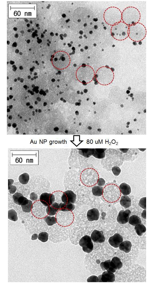 그림 71 직경 60 nm 크기의 형광 실리카 나노입자상에서 성장하는 금 나노입자의 TEM 이미지