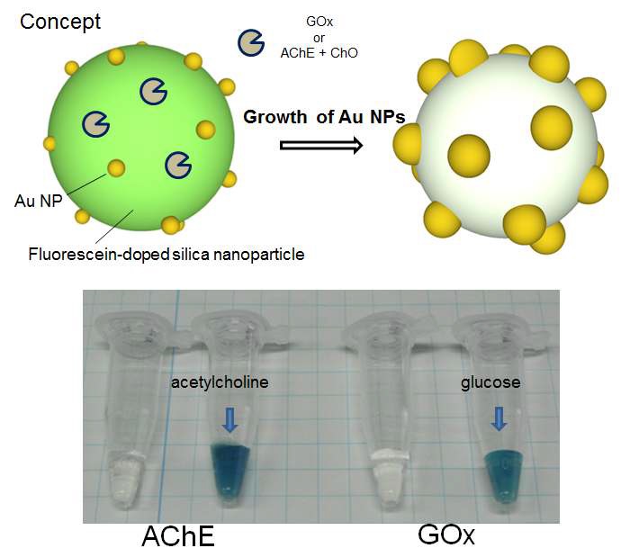그림 75 형광 실리카 나노입자 상에 효소를 고정화 시킨 후 효소 반응에 의한 금 성장 반응 개념도 및 효소가 고정화된 형광 실리카 나노입자의 효소 반응 결과