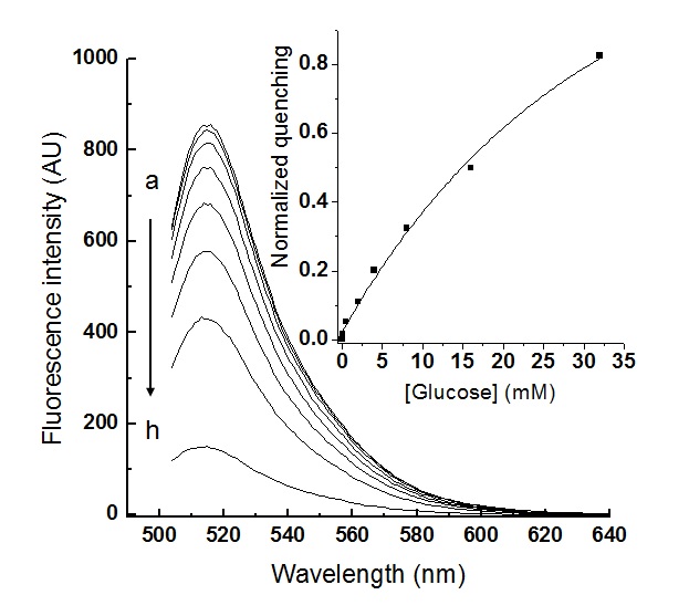 그림 77 Glucose와 GOx의 반응을 통한 형광 염료가 도핑된 실리카 나노입자상의 금 나노입자의 성장에 따른 형광감소