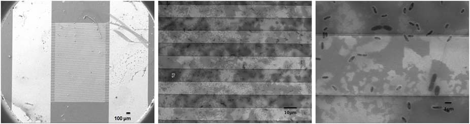 그림 72. 실험 직후 IDA 금속 전극 표면의 SEM 사진