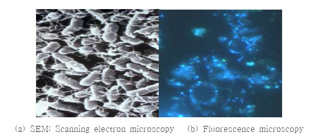 그림 1. 다양한 현미경으로 관찰한 생물막 모습