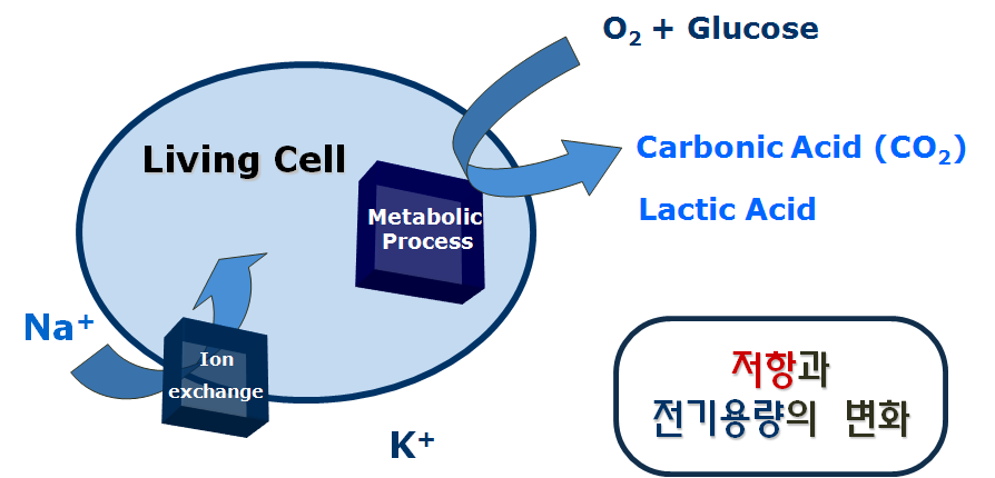 그림 6. 세포 활동에 의해 형성되는 이온성 대사산물.