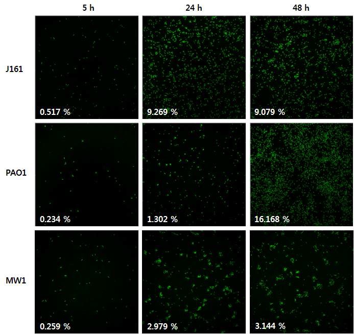 그림 55. 세 균주의 시간에 따른 형광 이미지.