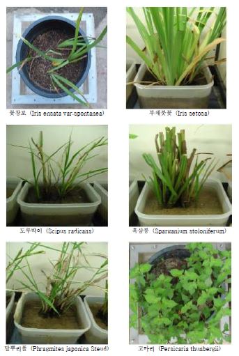 91종 초본류의 사진