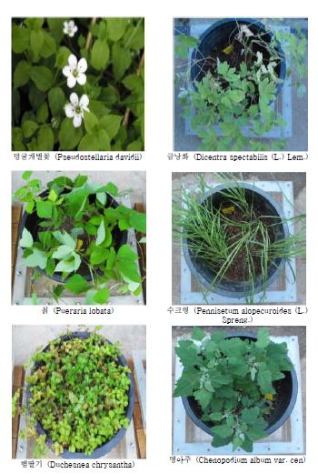 91종 초본류의 사진