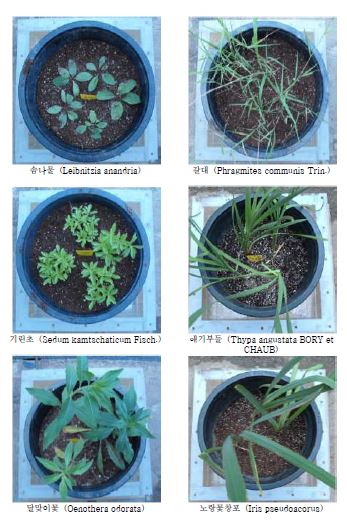 91종 초본류의 사진