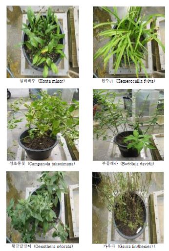 91종 초본류의 사진