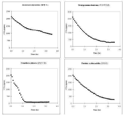 Batch 조건에서 시행된 육상초본류의 CO2저감 농도변화 (PR-29. D. chrysantha, 뱀딸기; PR-30. M. dauricum, 새모래덩굴; PR-31. O.odorata, 달맞이꽃; PR-32. P. scabiosaefolia, 마타리)
