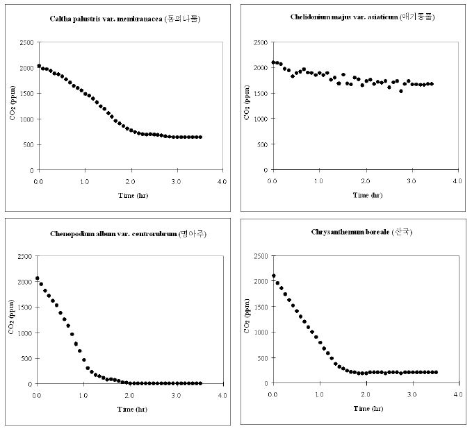 Batch 조건에서 시행된 육상초본류의 CO2저감 농도변화 (PR-37. C. palustris var. membranacea, 동의나물; PR-38. C. majus var. asiaticum, 에기똥풀; PR-39. C. album var. centrorubrum, 명아주, PR-40. C. boreale, 산국)