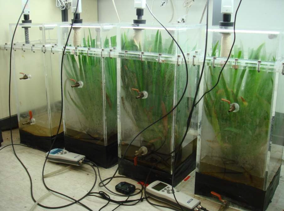 식생정화시스템의 CO2 제거효율에 영향을 미치는 CO2 와 광원의 농도에 관한 kinetic parameters들을 결정하기 위하여 I.setosa가 심어진 batch 반응조의 설치