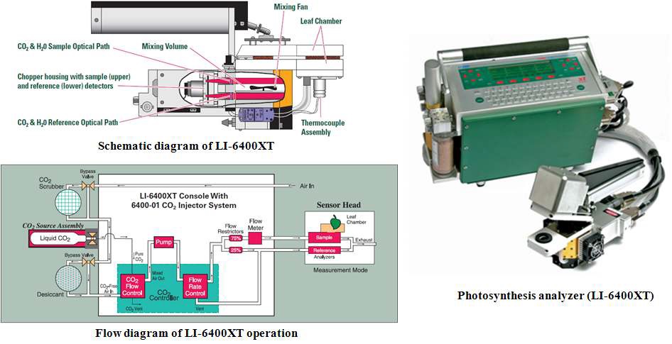 현장에서 초본류의 광합성량을 측정을 위한 이동식 광합성률측정기 (LI-6400XT)