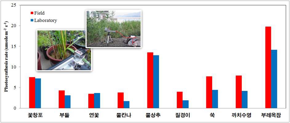 이동식 광합성 측정기를 사용하여 양수리인근의 자연식림지와 한국과학기술원의 실험실 내에 조성된 식생반응조의 선정된 식물들의 광합성률(이산화탄소 제거율)을 비교